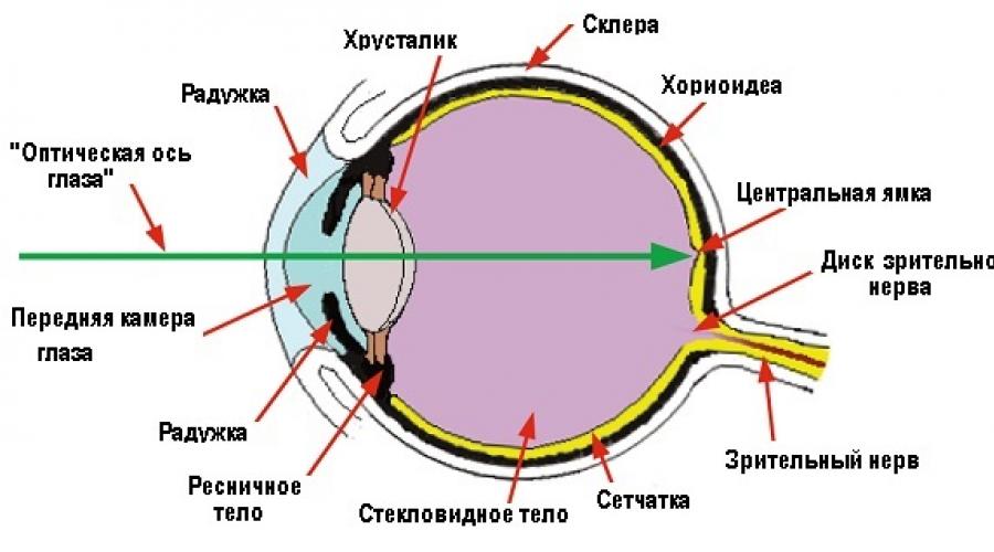 Рассмотрите рисунок глаза человека разместите названия оптических. Прохождение луча света в глазном яблоке. Последовательность прохождения света в глазном яблоке. Схема оптическая система строения глаза. Оптическая система глаза схема.