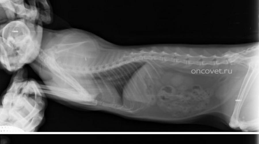 Рентген с контрастом. Рентген атония кишечника кошек. Лимфосаркома кишечника у кота. Атония кишечника у животных фото. Толщина кишечника у кота.