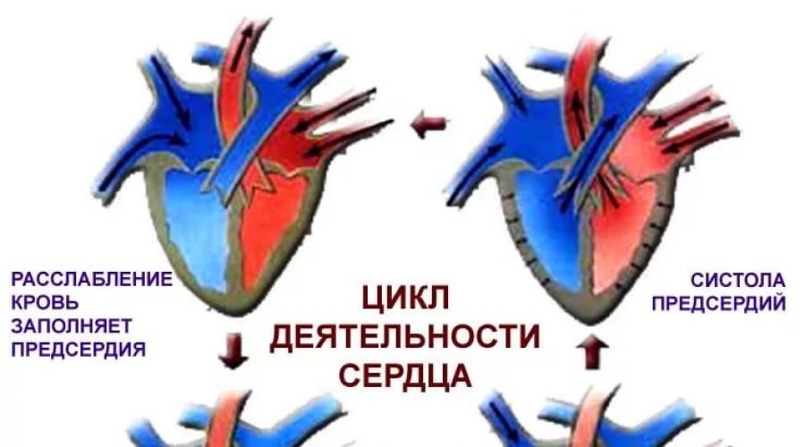 Сердечный цикл: суть, физиология, течение и фазы в норме, гемодинамика. Физиология сердца