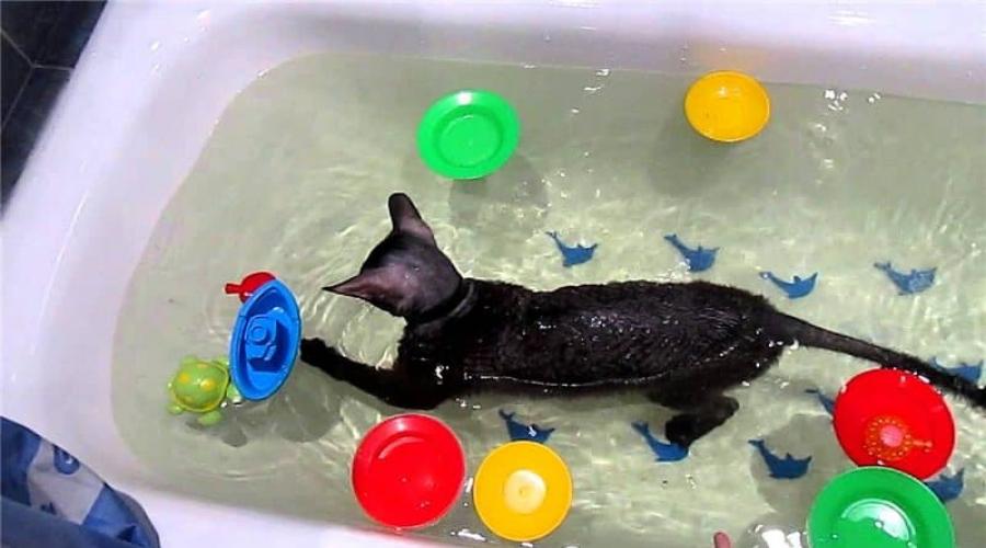 Нужно ли купать кошку? Как правильно мыть кошку, чтобы все уцелели Как мыть кошку. 
