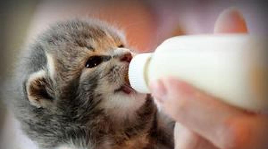Покормить котенка 1 месяц. Как кормить месячных котят: советы и рекомендации