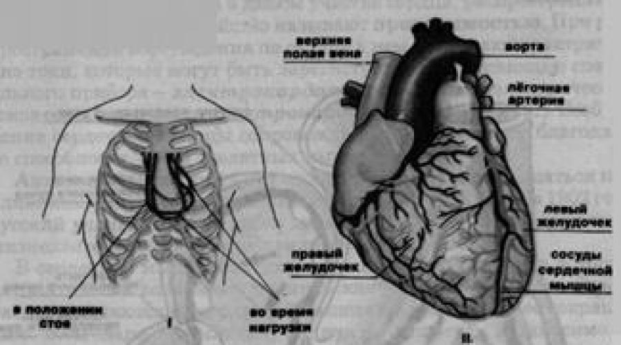 Сердечный цикл: суть, физиология, течение и фазы в норме, гемодинамика. Сердечный цикл работа сердца
