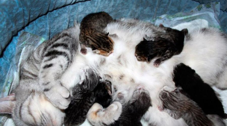 Питание кошек после родов: особенности кормления. Почему кошка мяукает после родов Как кошка восстанавливается после родов
