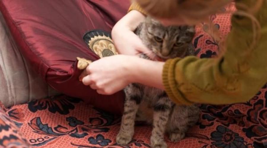 Симптомы глистов у кошки. Как переносится болезнь: наблюдения и последствия