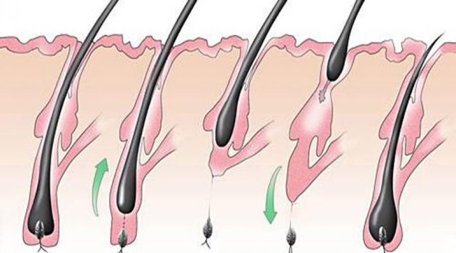 Луковица волоса. Цикл роста волос на голове. Луковица волоса цикл. Стадия роста волос на ногах.