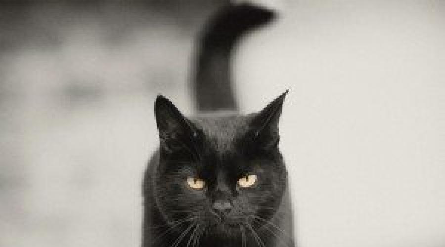 Сонник толкование снов черная кошка. Что делал кот во сне? К чему снится черная кошка – вы навредили животному