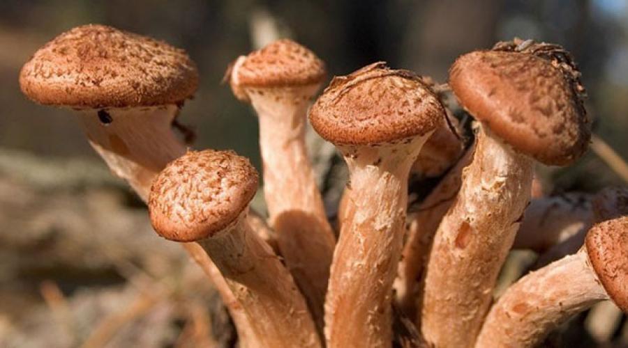 Сколько нужно варить грибы. Сколько варить грибы перед жаркой и зачем это нужно делать