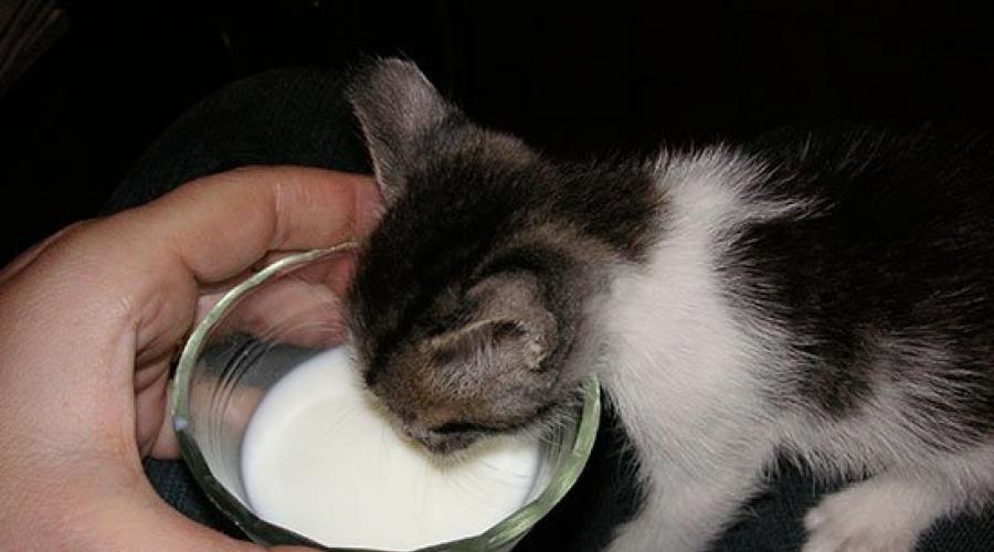 Как правильно кормить котенка 1 месяц. Развитие котят по неделям и месяцам