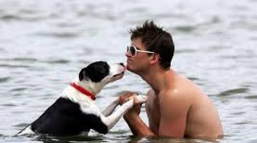 Как научить собаку плавать: полезные советы. Как научить плавать собаку любой породы Когда учить собаку плавать