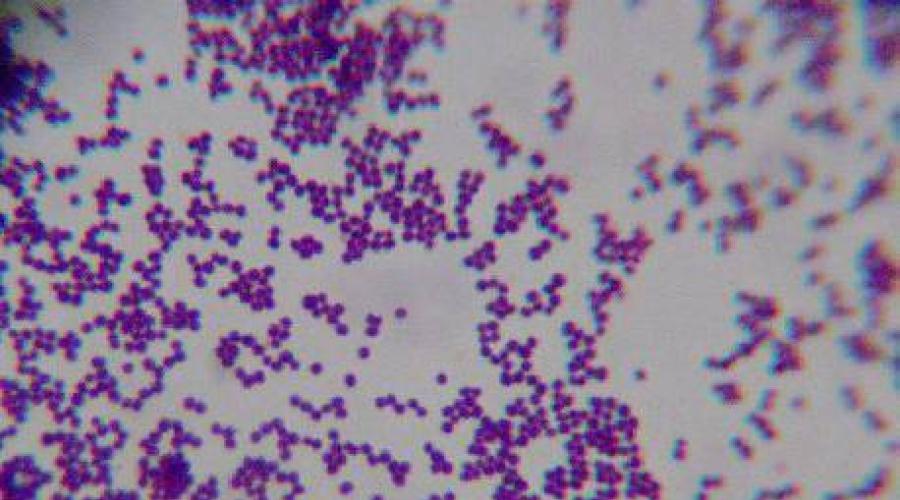 Стафилококк ауреус мазок. Эпидермальный стафилококк (Staph.epidermidis). Спора Staphylococcus epidermidis. Staphylococcus aureus 10 3