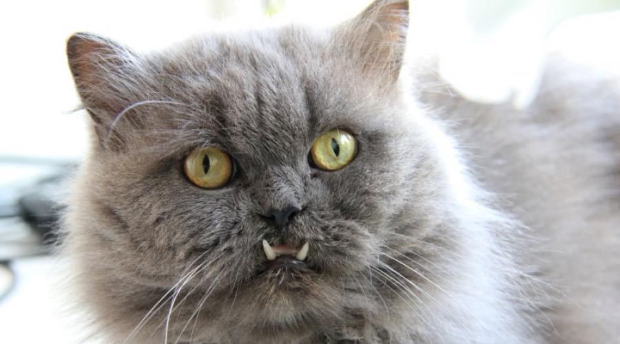 Почему кошка скрипит зубами ест. Кошачьи зубки — от резцов до коренных