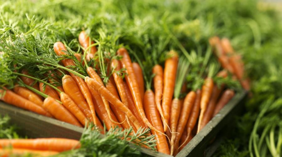 Польезные и вредные свойства моркови для здоровья. Польза моркови для пищеварения