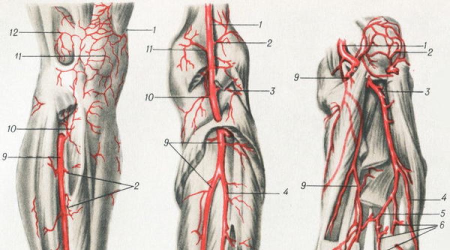 Чем отличается строение стенки артерии и вены. Чем артерии отличаются от вен