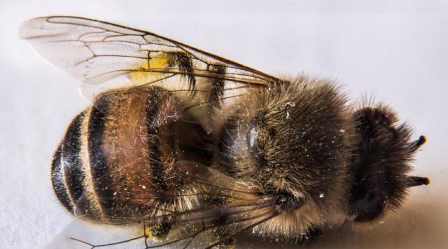 Лечебные свойства пчелиного подмора лекарства из него. Лечебные свойства и применение пчелиного подмора