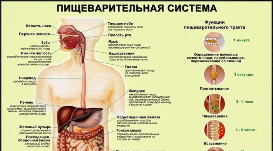 Пищеварительная система человека строение органы и функции.