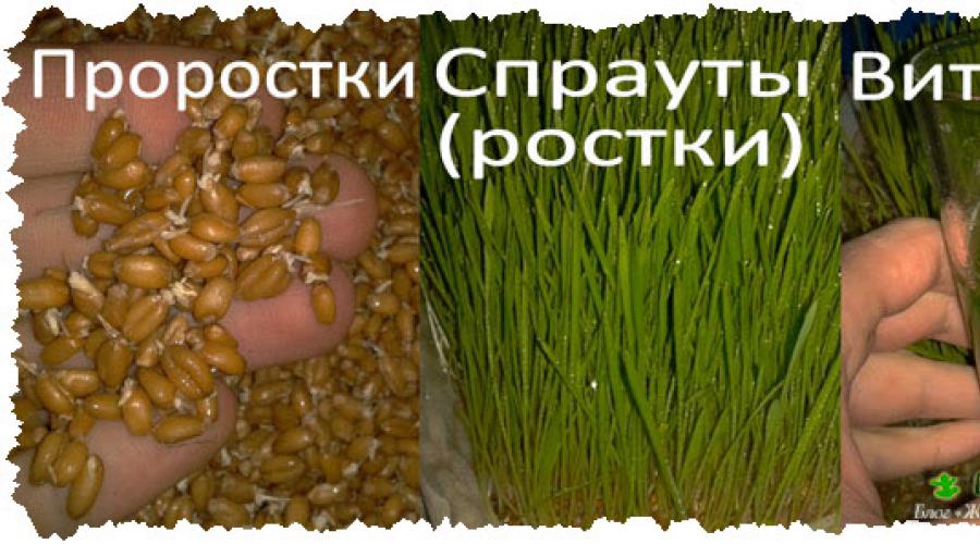 Как правильно проращивать зерна пшеницы. Целебные свойства пророщенной пшеницы