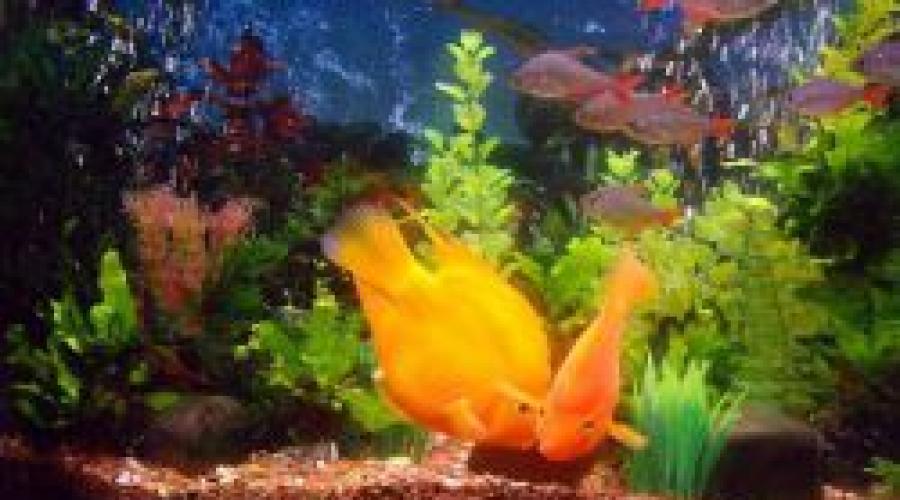 Почему гибнут рыбки в аквариуме дома. Почему умирают рыбки в аквариуме
