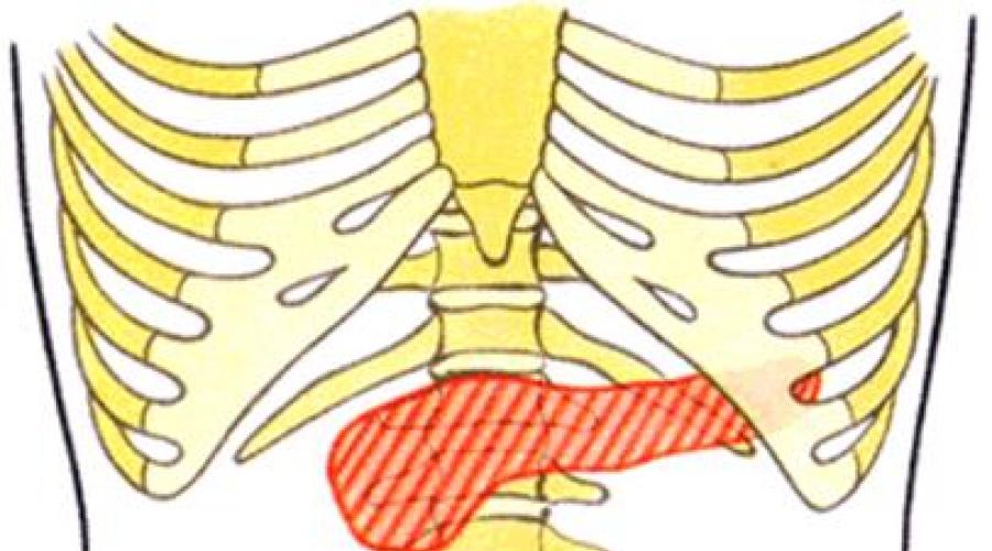 Проекция поджелудочной железы на переднюю брюшную стенку схема