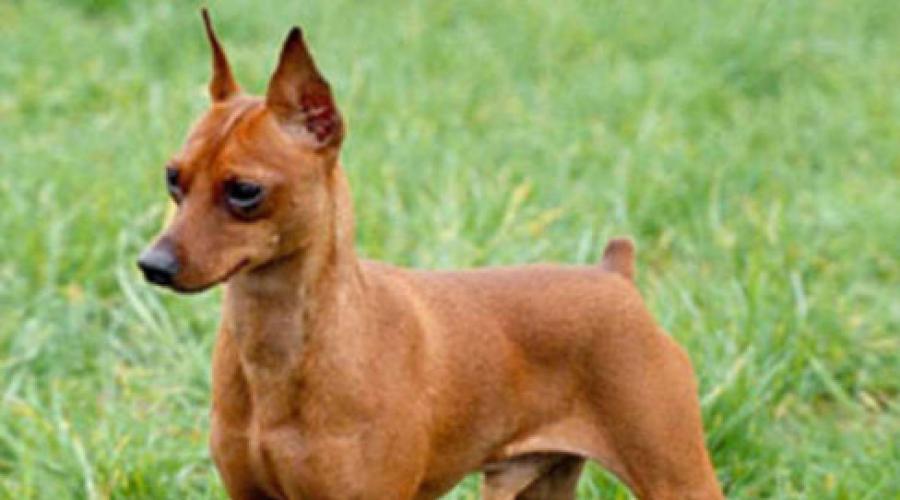 Как выглядит карликовый пинчер. Пинчер – собака, известная как «грифон конюшни»