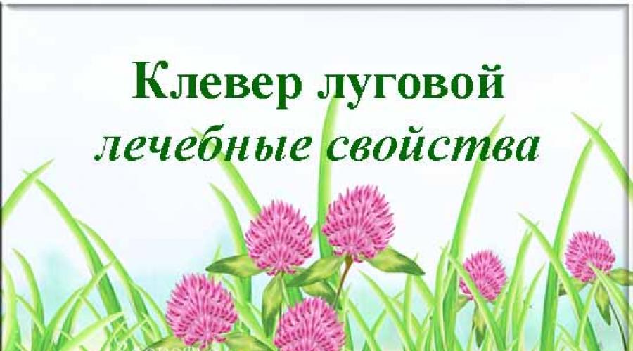 Клевер луговой лечебные свойства и применение отзывы. Красный Луговой Клевер от холестерина. Клевер Луговой с надписью. Надпись Луговая. Как помогает Клевер Луговой для роста груди.