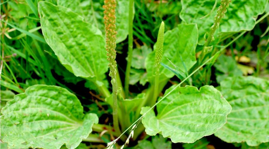 Как правильно употреблять шелуху семян подорожника? Лечебные свойства семян подорожника эффективны при бесплодии. 