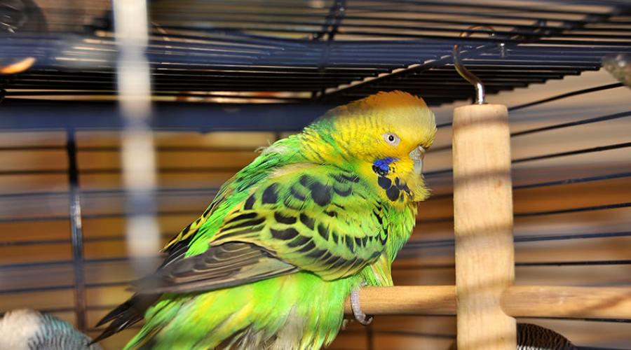 Причины и лечение поноса у волнистого попугая. Понос у попугая