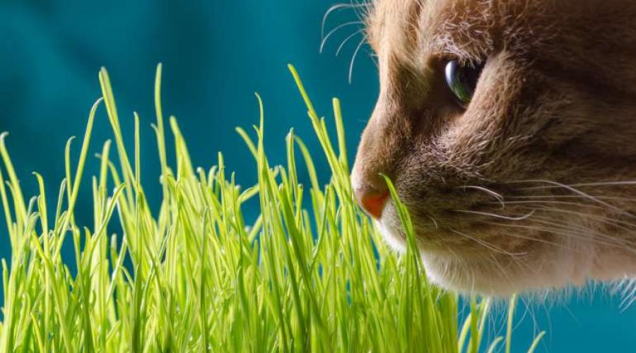 Как посадить травку для кошек без земли. Как называется трава для кошек, как ее посадить и вырастить