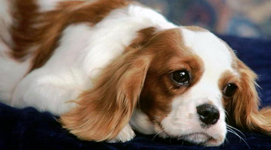 Воспаление культи матки у собаки лечение антибиотиками. Оцениваем состояние шва
