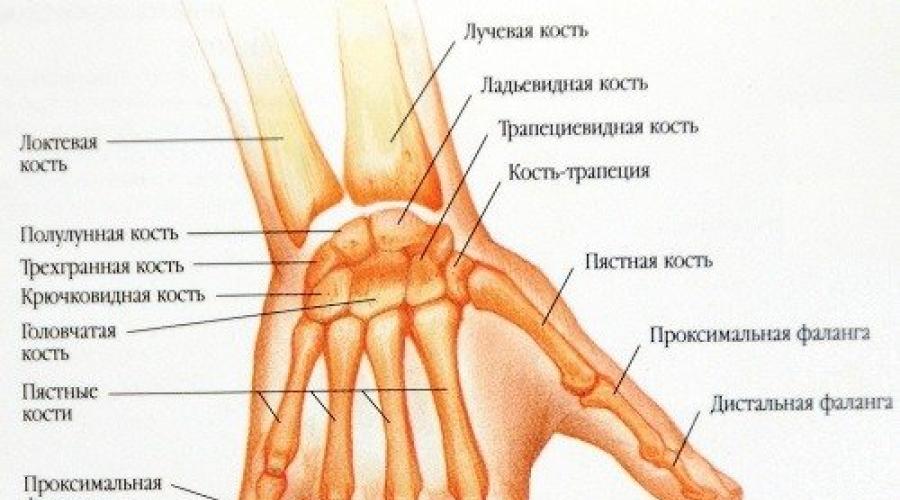 Сустав среднего пальца левой руки. Капсульно связочный аппарат лучезапястного сустава.