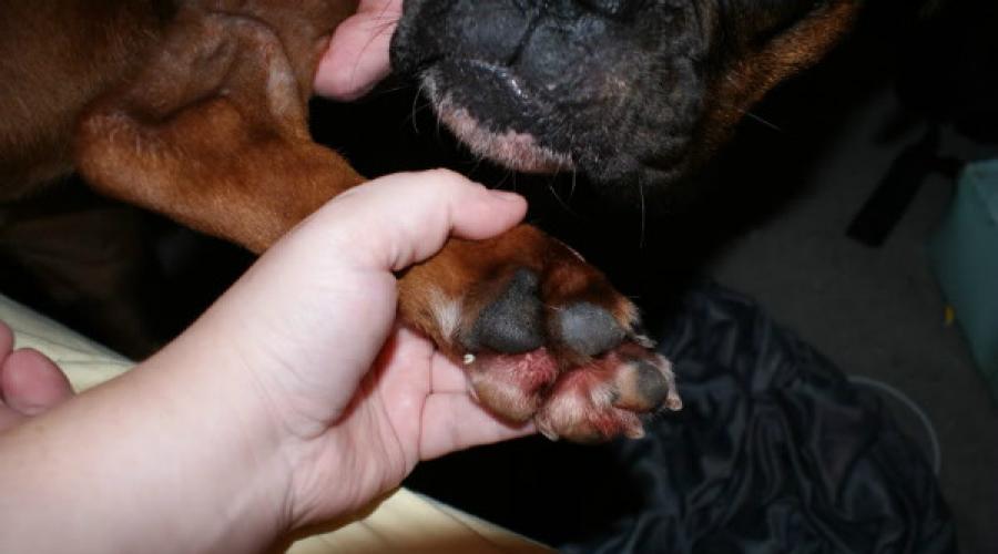 У собаки на лапах между пальцев болячка. Причины и лечение пододерматита у собак
