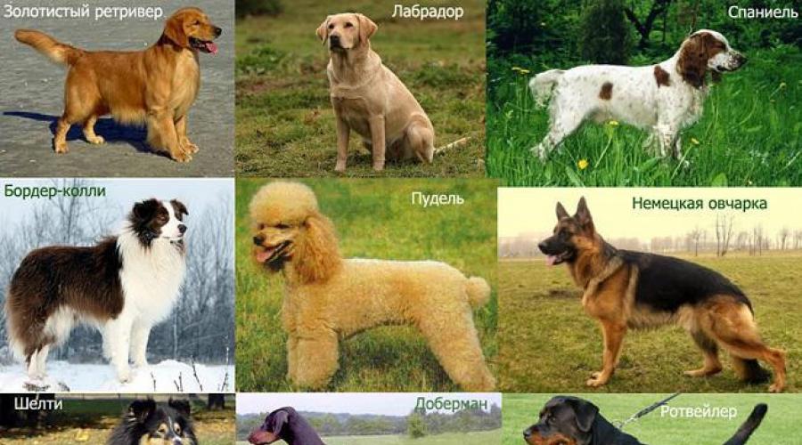 Как определить породы, смешанные в собаке? Учимся определять породу собаки Как определить породу своей собаки. 