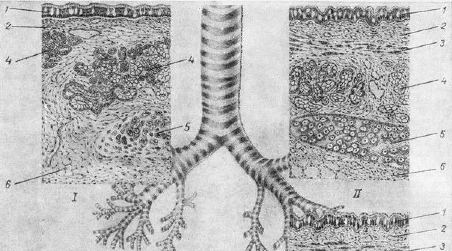 Эпителий крупных и средних бронхов