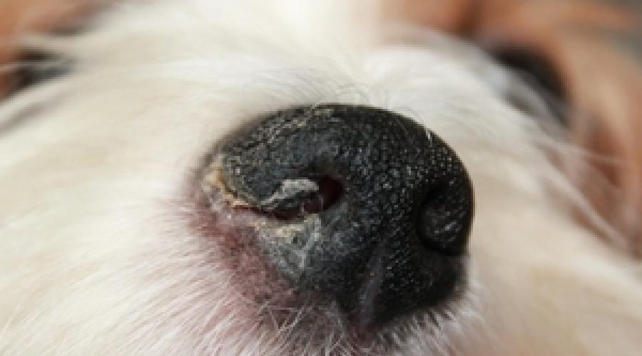 Горячий нос у собаки: причины, что делать? Почему у собаки горячий нос Почему у собаки сухой и теплый нос. 