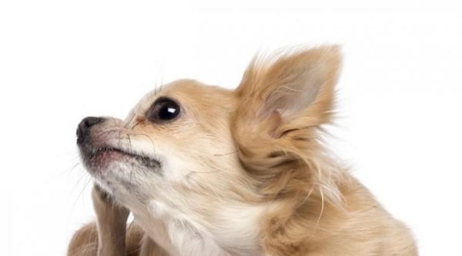 Почему собака чешется после капель от блох. Почему собака или щенок чешется но блох нет? Причины и лечение