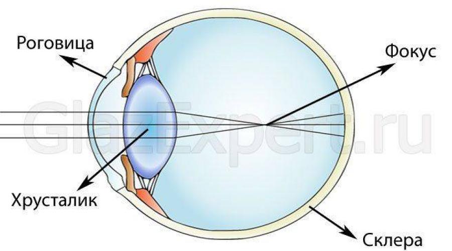 Редукция органов зрения у кротов. Зрение,падает резкость,причины. Что делать если падает зрение. Почему резко падает зрение на 1 глазу. Что делать если начало падать зрение.