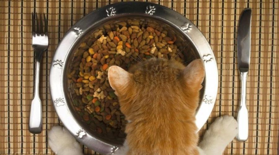 Как отучить кошку от сухого корма (Вискаса, Китикета, Проплана и другой промышленной пищи): эффективные методы и рекомендации при смене рациона питомца. Как можно отучить кошку от сухого корма Как отучить кошку от корма