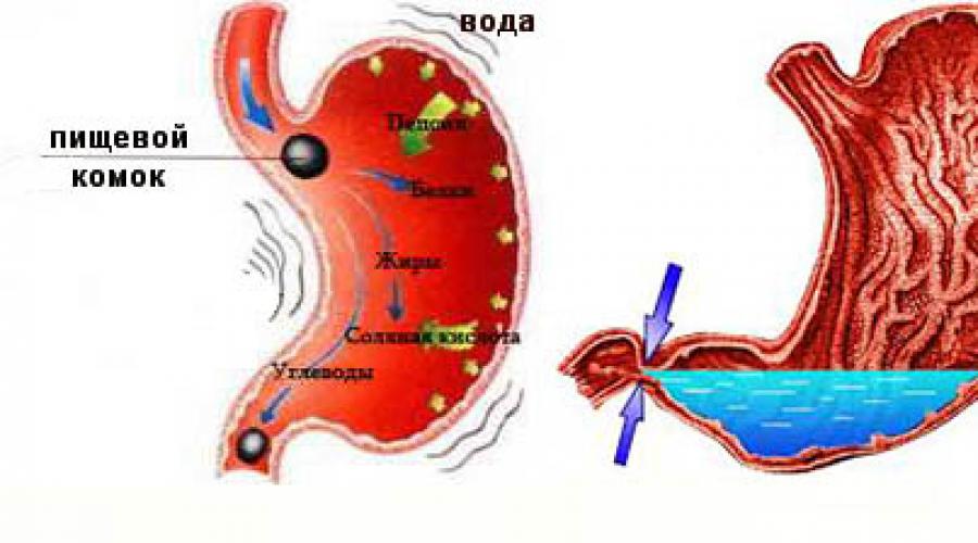 Почему вода в желудке. Попадание воды в желудок. Вода поступает в желудок. Вода в желудке задерживается.