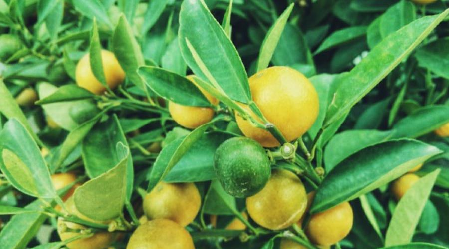 Король витаминов полезный лимон − на самом ли деле он помогает выспаться? Лимон — полезные свойства, состав, противопоказания. 