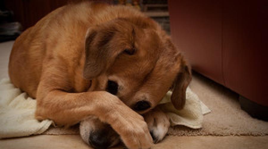 Какие запахи не переносят собаки и почему у них сильное обоняние. Какие запахи не любят собаки Как уберечь животное от излишнего стресса