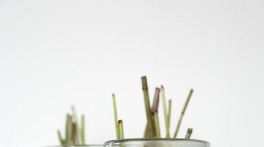 Мята — польза и вред ароматной травы для организма человека. Какова калорийность, лечебная ценность и область применения мяты
