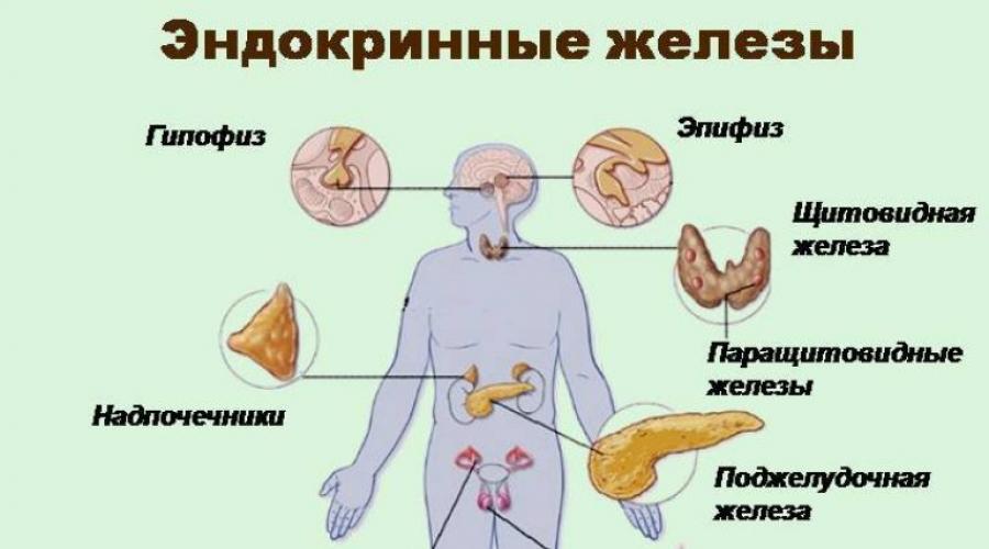 Немеет язык причина у мужчин. Эндокринная система человека. Железы эндокринной системы. Эндокринная система и эндокринные железы. Схема строения эндокринной системы.