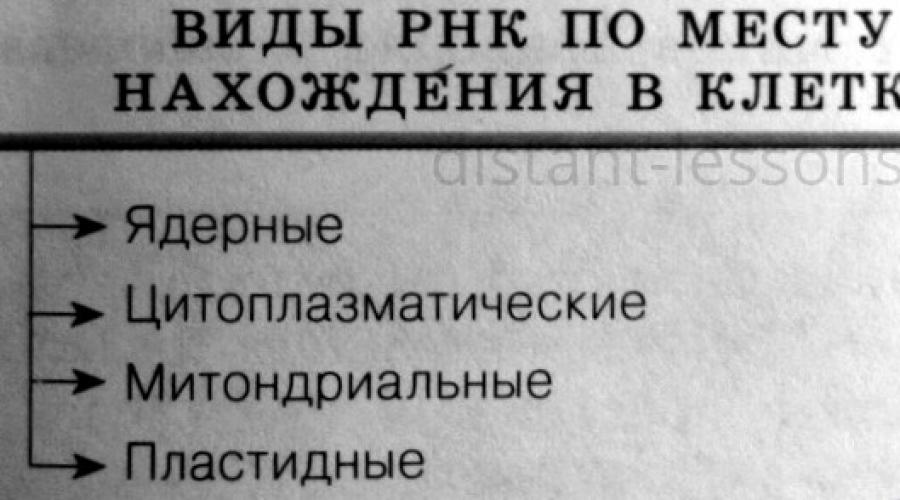 Форма молекулы рнк. Что такое ДНК и РНК в биологии? Молекула РНК содержит азотистые основания