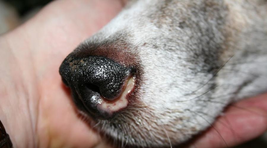 Почему собака задыхается. Белый налет на носу у собаки.