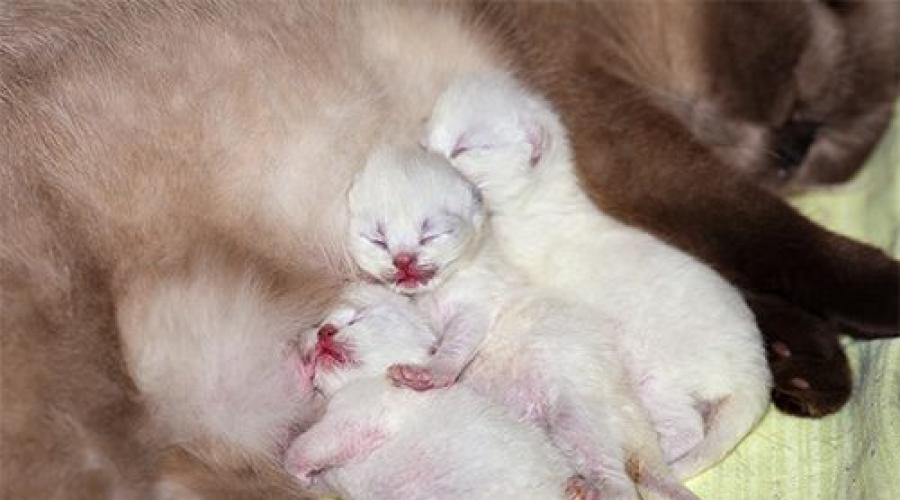Кошка дрожит во время родов. Поведение кошки перед родами: признаки, которые нельзя пропустить