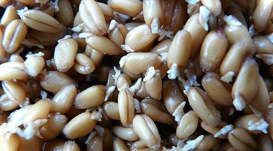 Пророщенные зерна пшеницы. Пророщенная пшеница: польза и рецепты