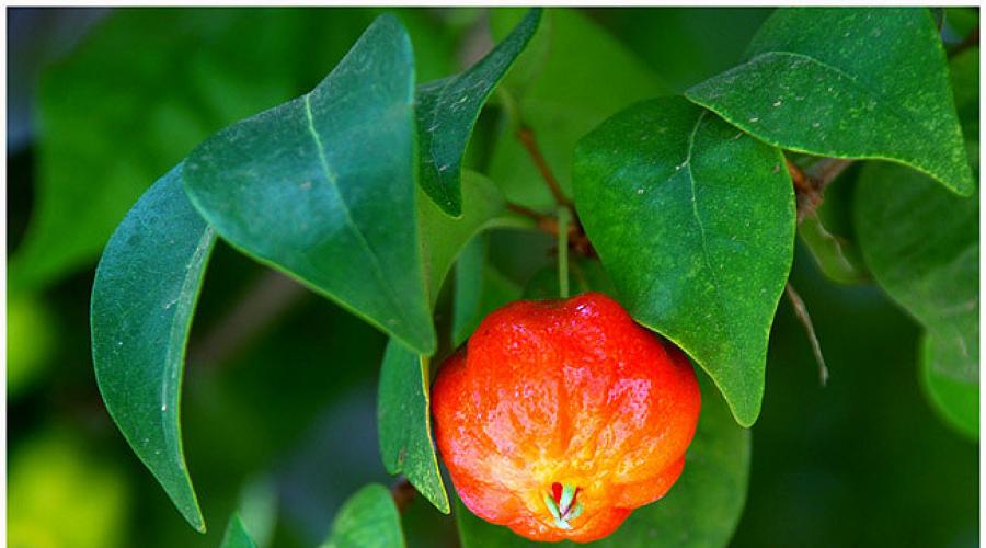 Ацерола — полезные свойства и противопоказания барбадоской вишни. Барбадосская вишня Экстракт ацеролы состав содержание действие на организм