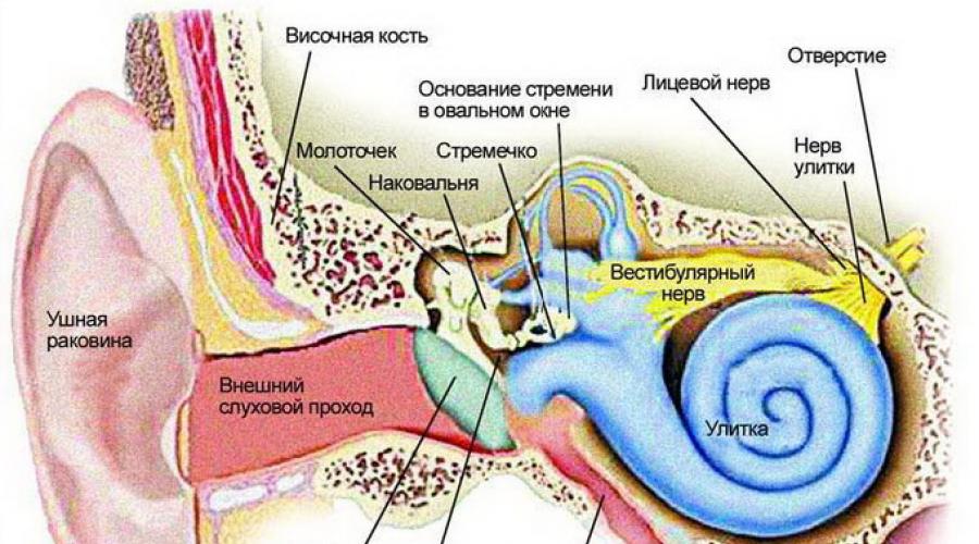 Какие инструменты кузнеца находятся внутри уха. Анатомия среднего уха человека