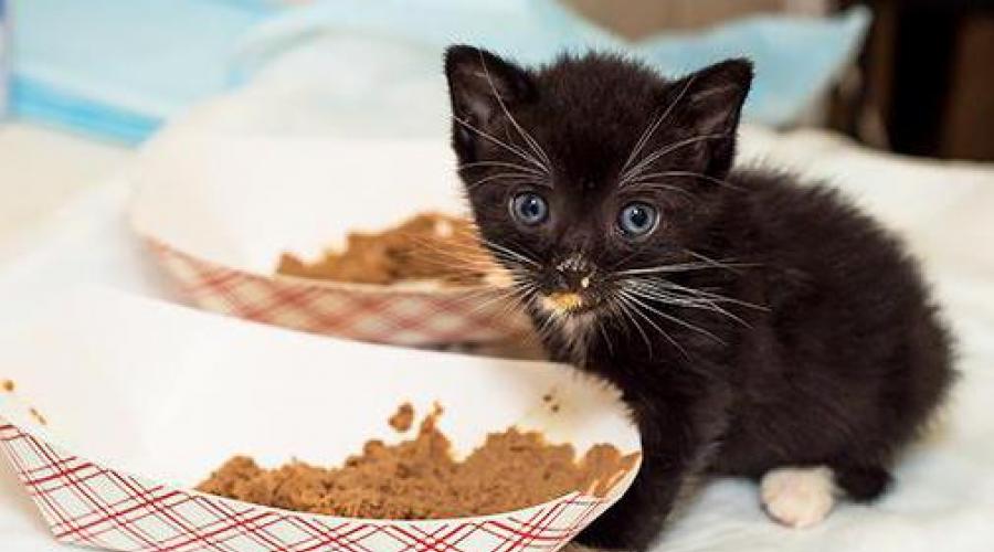 Как отучить кошку от корма и приучить к домашней еде? Как отучить кошку от корма? Чем кормить домашнюю кошку Как заставить кошку есть все подряд. 