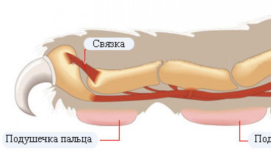 Строение когтя собаки фото