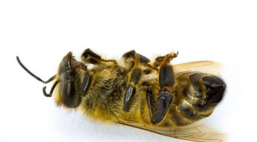 Подмор пчелиный применение и способ. Показания к применению подмора пчел